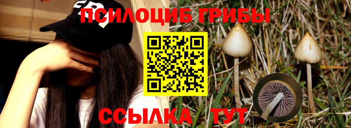 купить закладку  Псилоцибиновые грибы Magic Shrooms  Вход с VPN  Волжск  Псилоцибиновые грибы мицелий 